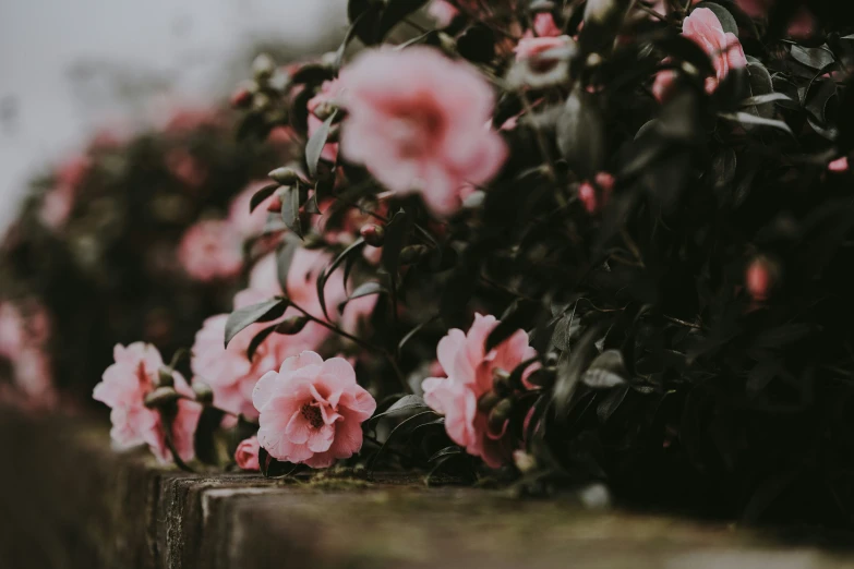 many pink flowers line the corner of a cement block