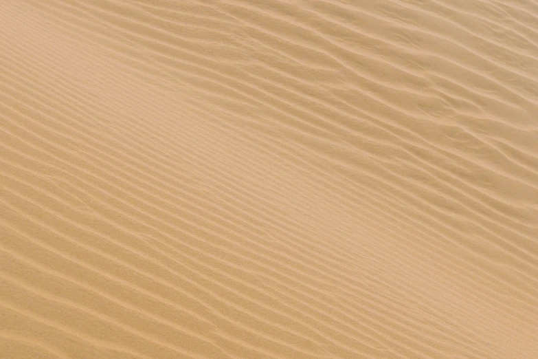 a bunch of white flowers and sand on a beach