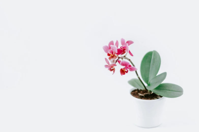 a small pink flower is in the middle of some plants