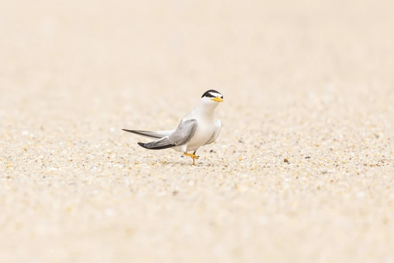 a small gray and white bird standing on sandy beach