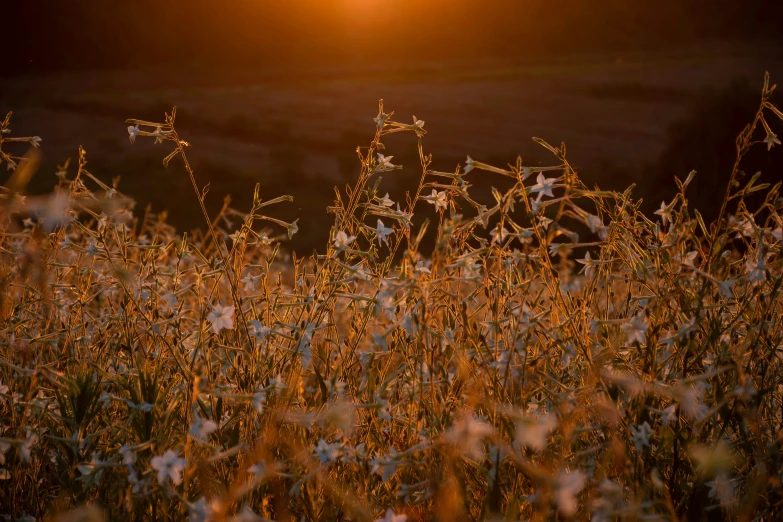 the sun is shining over an overgrown field