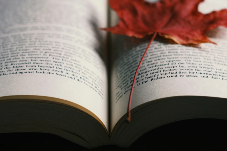 an open book with a leaf laying on it