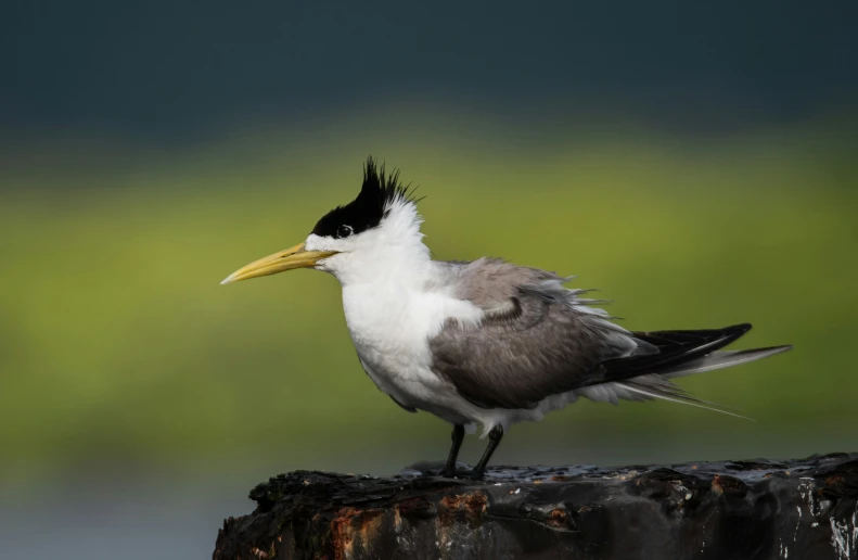 this bird is sitting on a stump