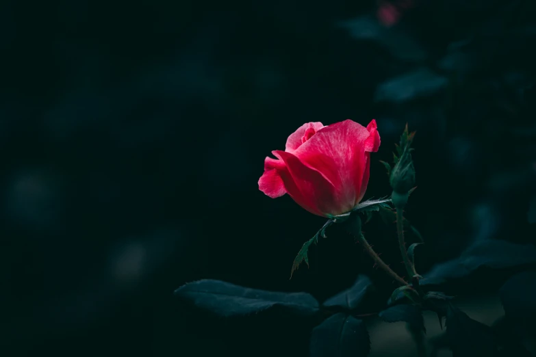 a rose bloomed in the dark of night