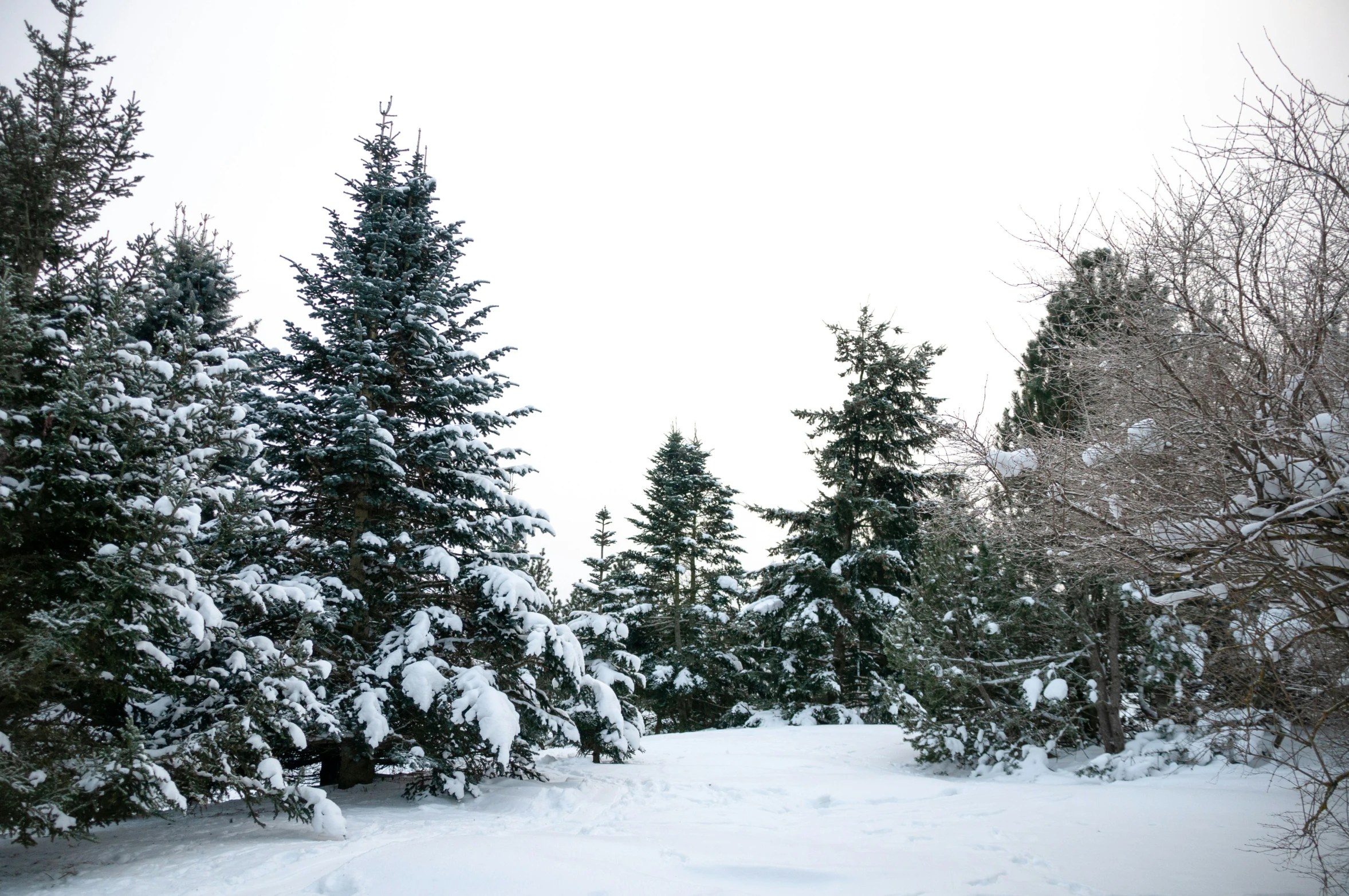 a couple of evergreen trees sitting in the snow