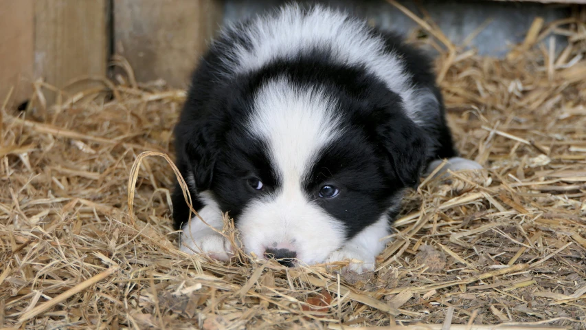 a puppy is sitting down in straw bales