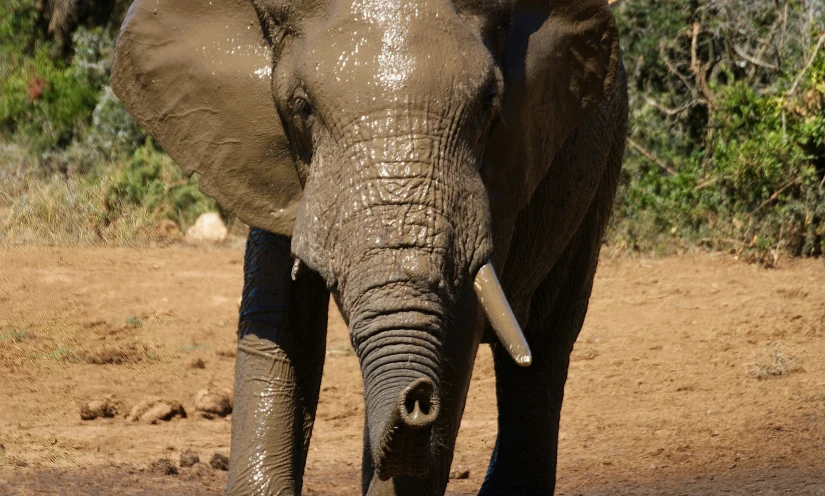 an elephant walking through the dirt and trees