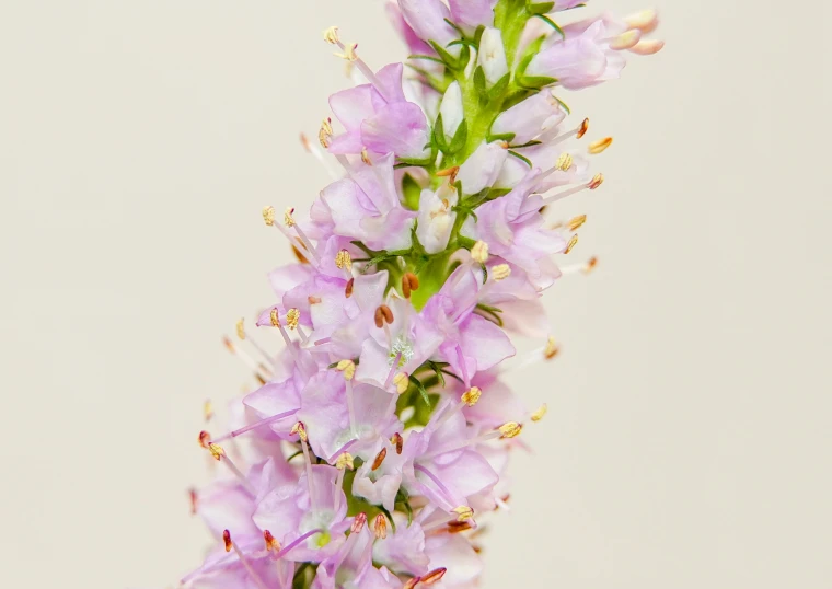 small purple flowers growing on the stems of several nches