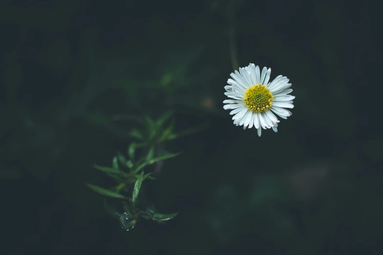 a small white daisy with yellow center in the night