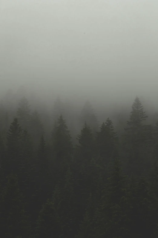 fog covers the tops of several tall trees
