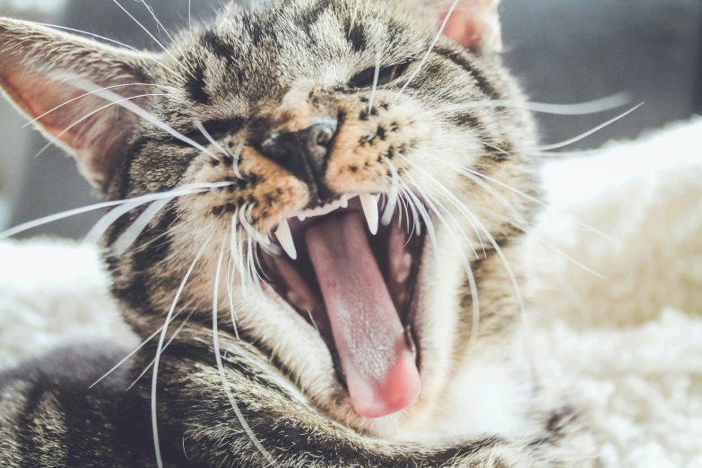cat with his mouth wide open wide showing teeth