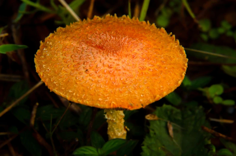 a plant with yellow petals covered in drops