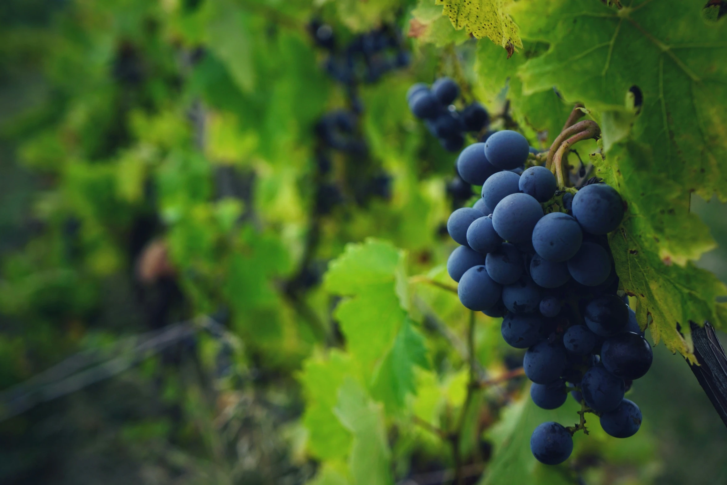 a bunch of gs growing on a vine