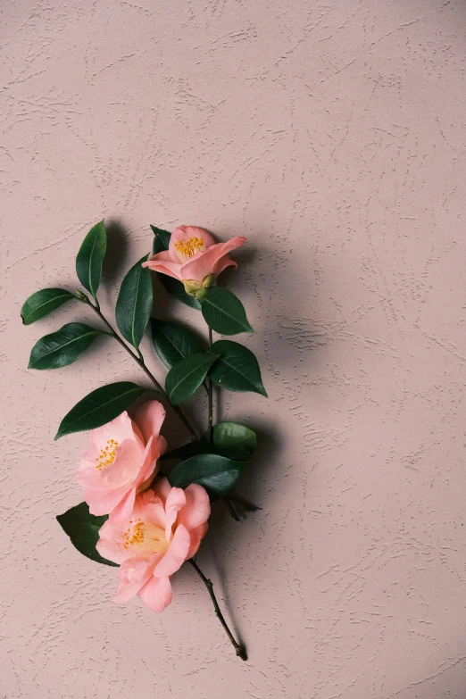 some very pretty pink flowers on a table