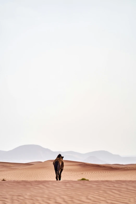 a horse walking through the desert with hills in the background