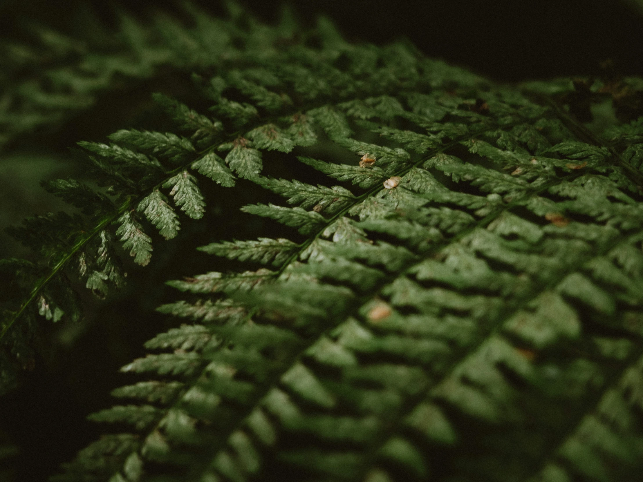 a very closeup picture of a green plant