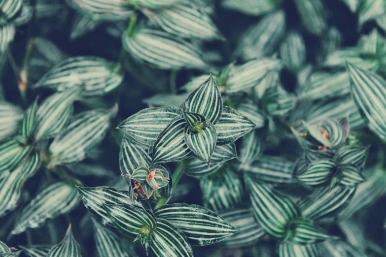 a bunch of plants that have very pretty white and green flowers