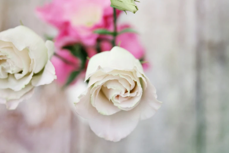 a close up view of three white roses