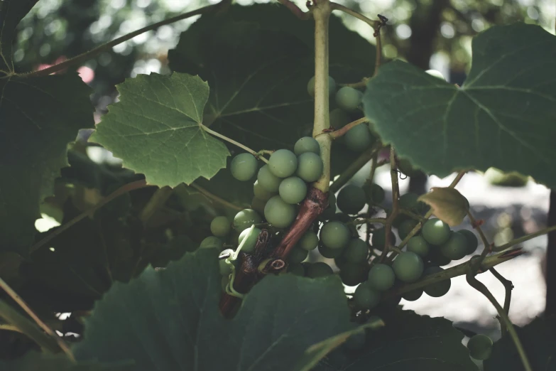 the leaves of gs are green in color