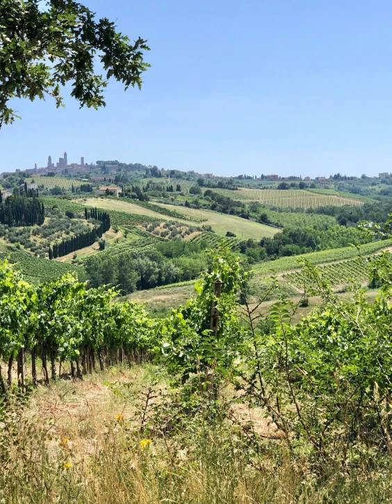 a green hilly countryside surrounded by trees