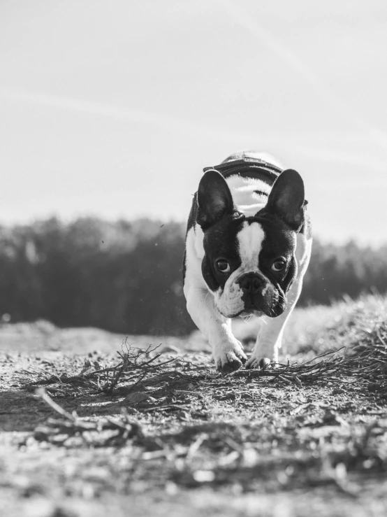 black and white pograph of a dog running through a field