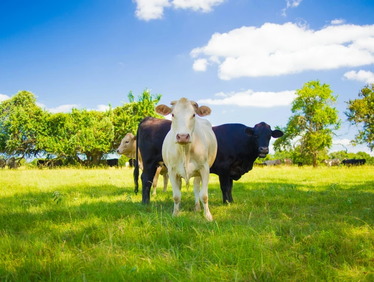 two cows standing in a pasture staring into the camera