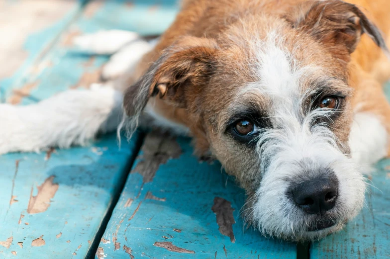 a small dog with a collar is sitting on the wood