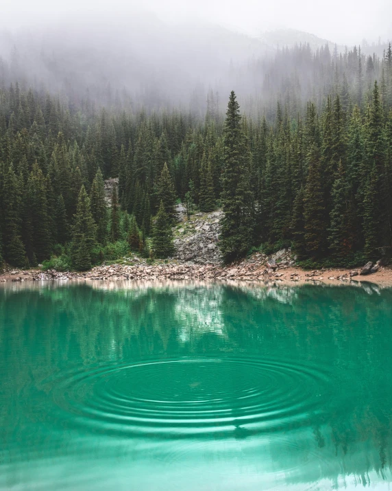 some very pretty clear water and green trees