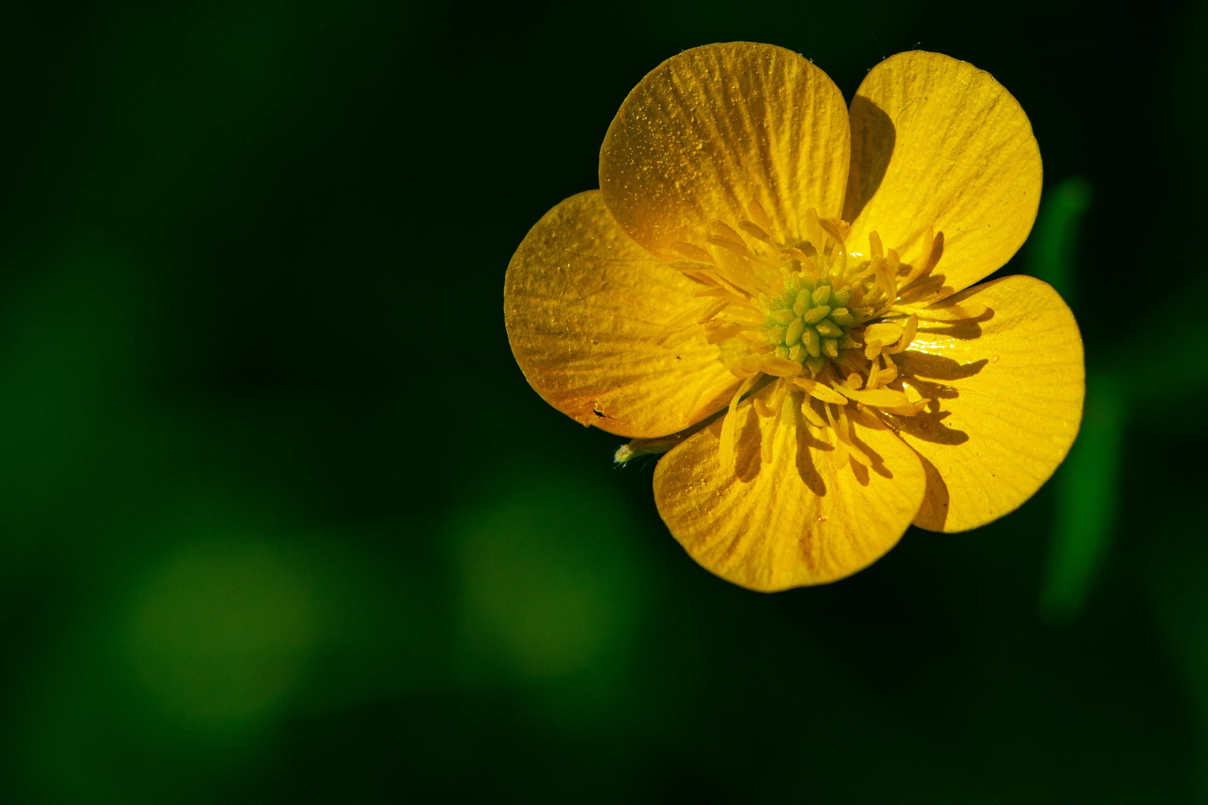 a yellow flower sits in the middle of a green field