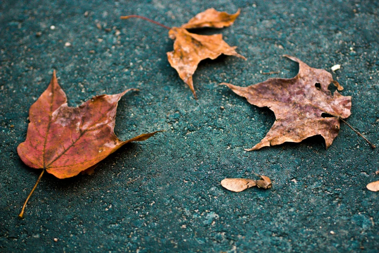 two leaves on the ground in front of an object