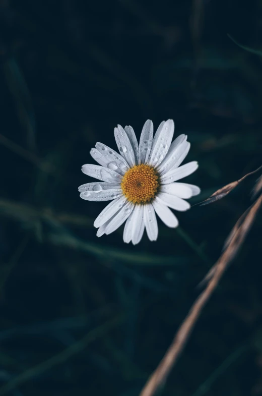 a daisy laying on its side next to some grass