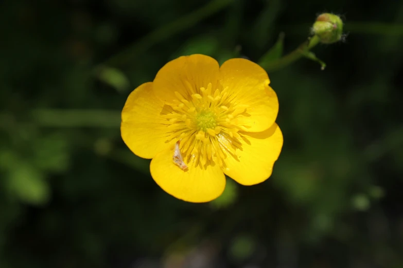 a close up of a yellow flower on green background