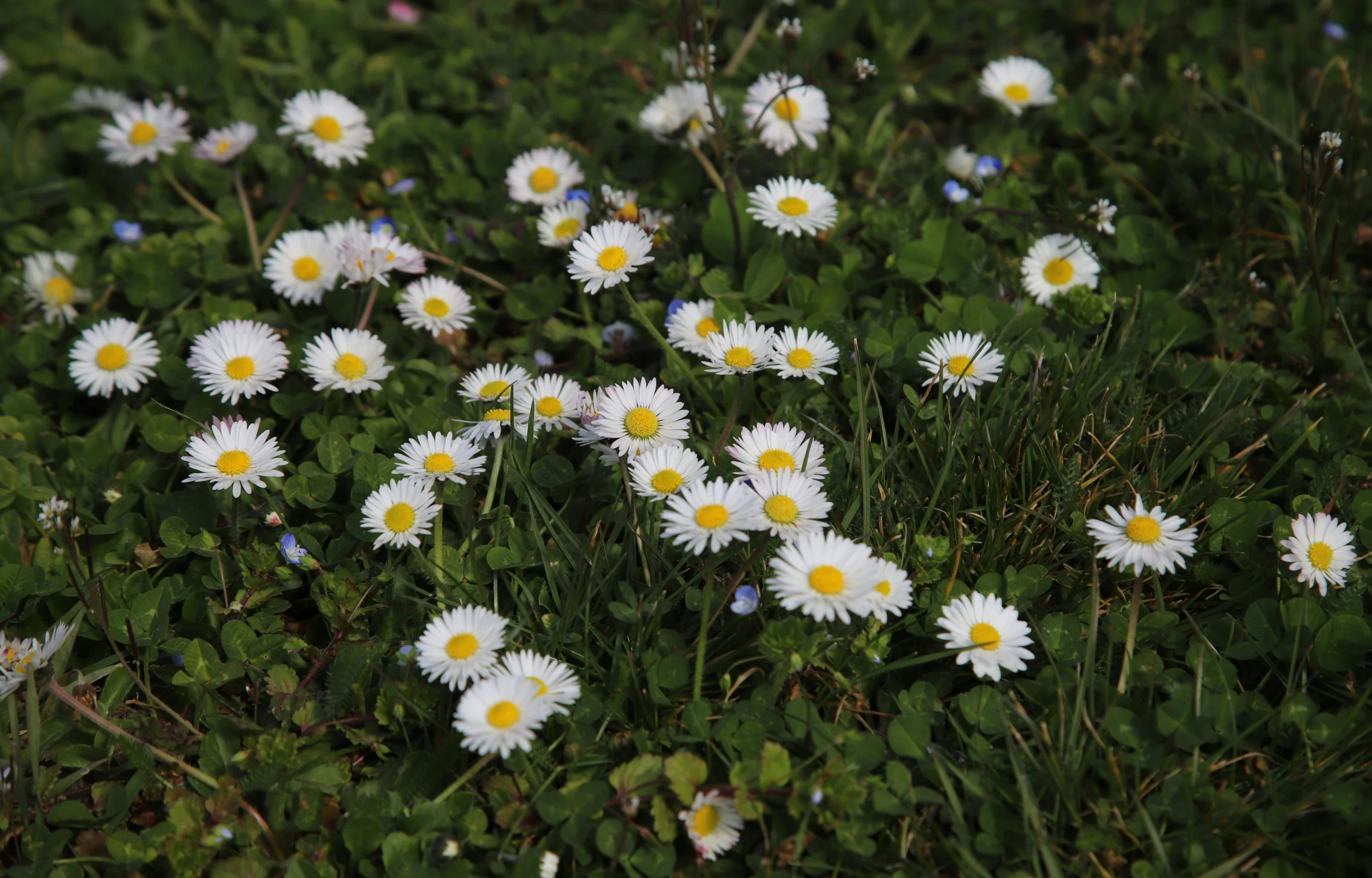 this is an image of many white daisies