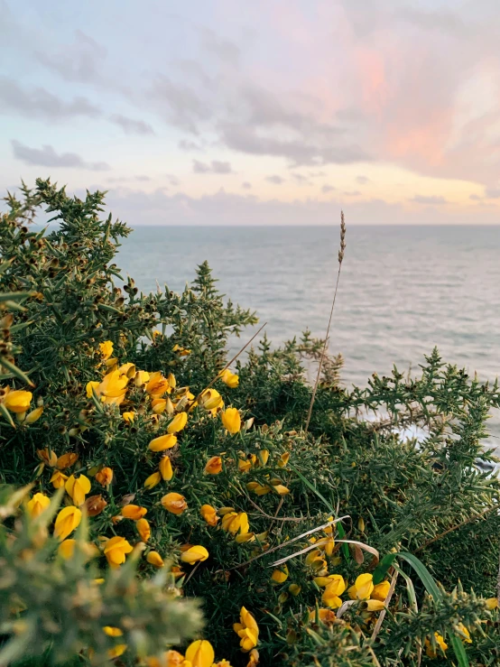 the water and yellow flowers are beside a road