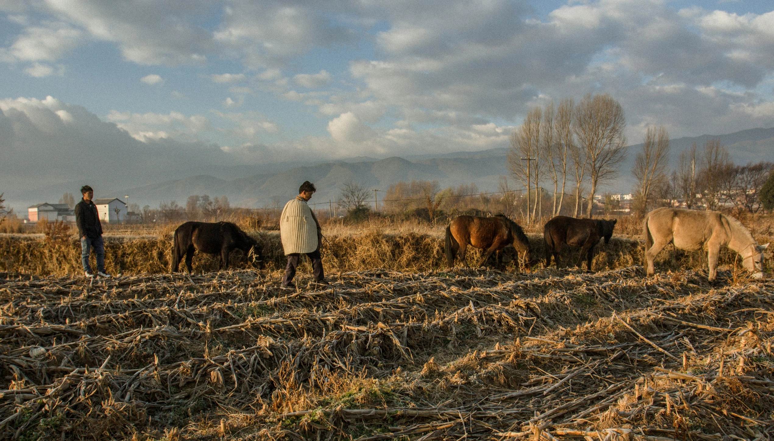 two men tending to cows in a field