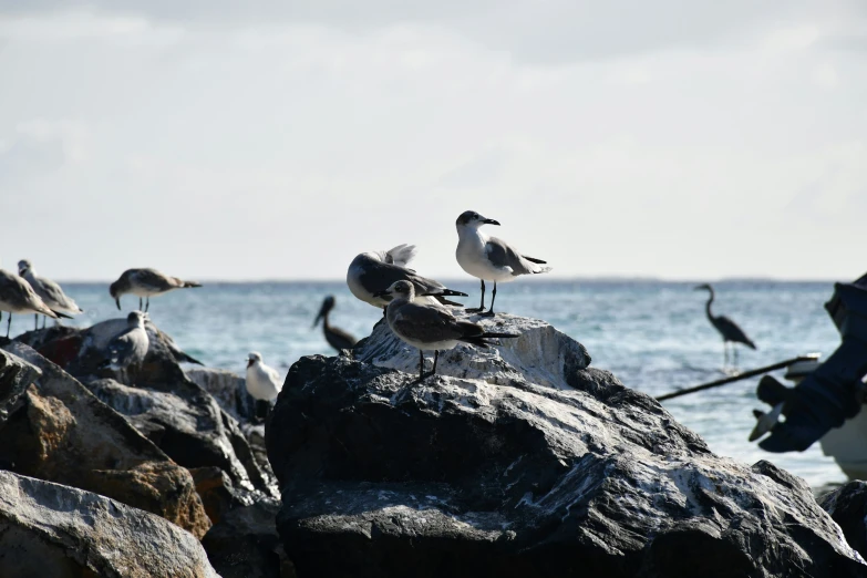 a group of seagulls are sitting on top of some rocks