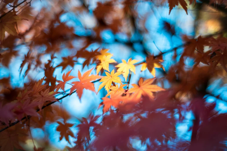 the maple tree is turning into fall colors