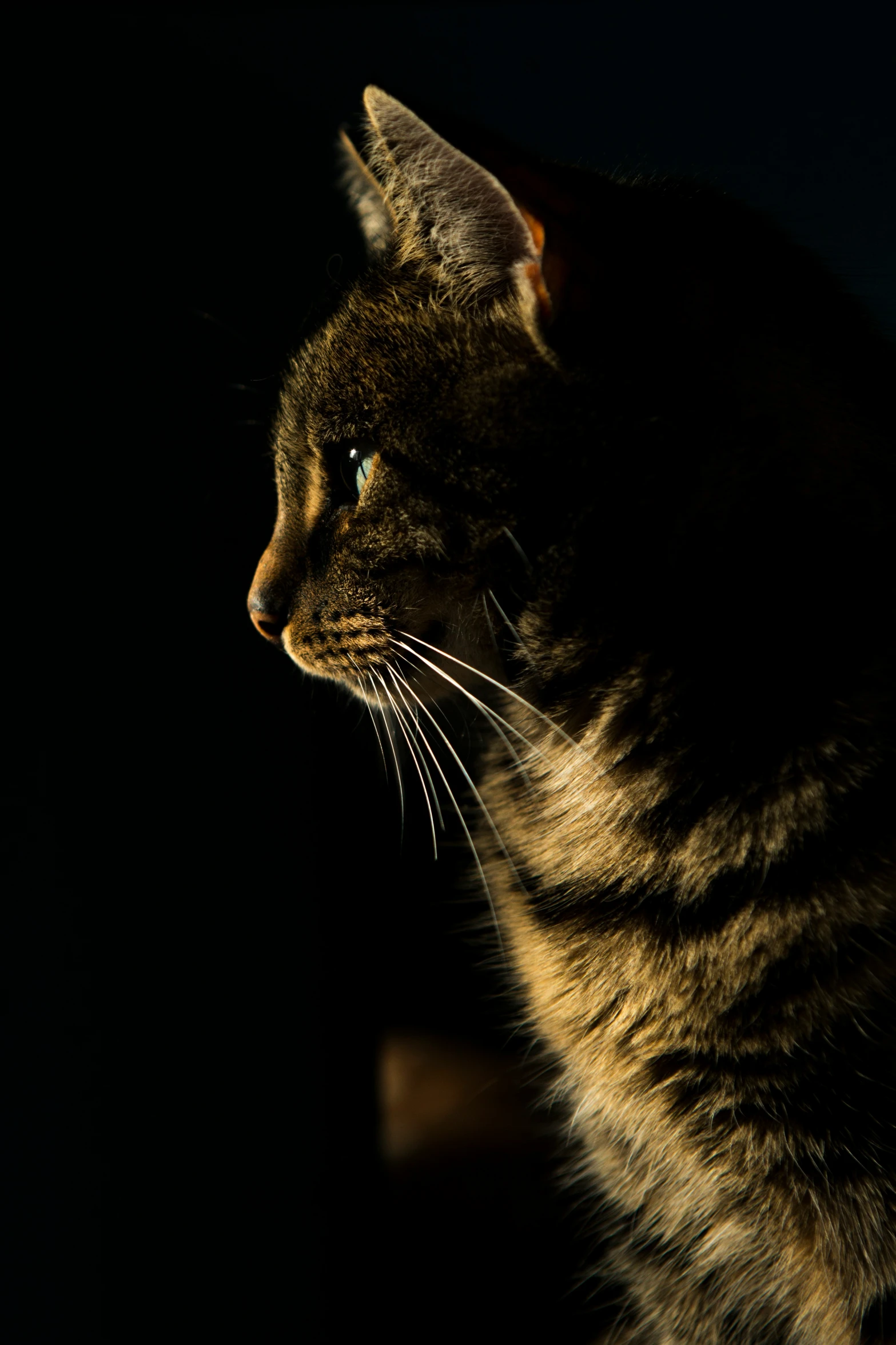 a cat sitting in the dark, lit by its shadow