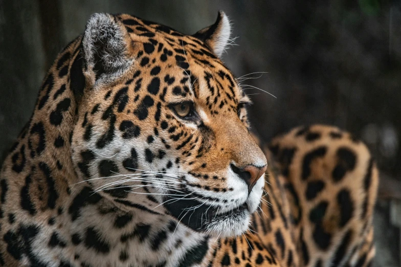 an orange and black jaguar staring straight ahead