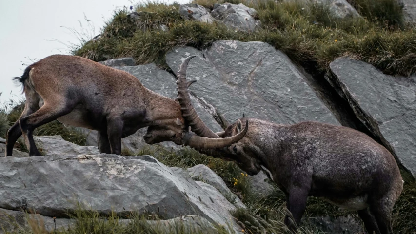 two goats playing on some rocks in the grass