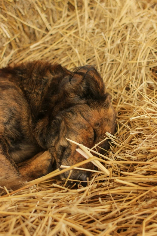 a brown and black cat lying on top of straw