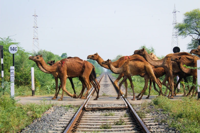 several camel walking down the railroad tracks with a sign in front