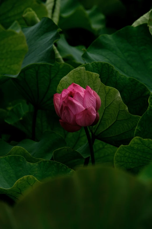 a pink flower sitting between two green leaves