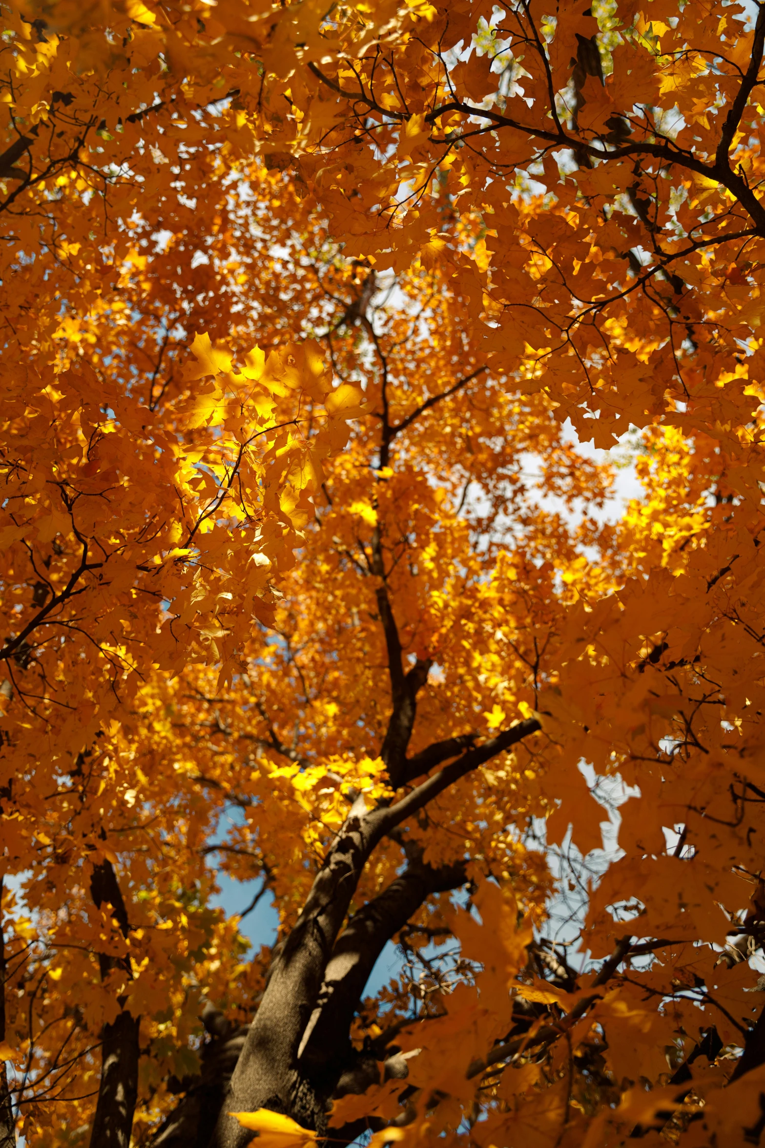 bright yellow leaves in an autumn maple tree