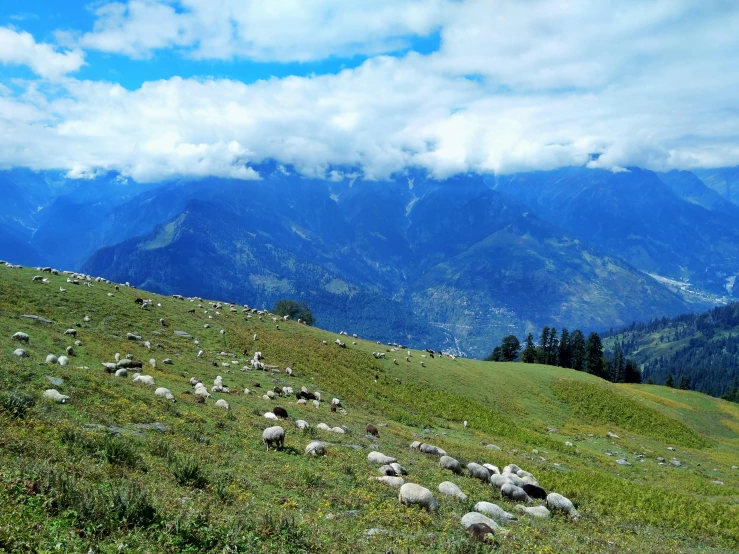 large group of animals grazing on a hill side