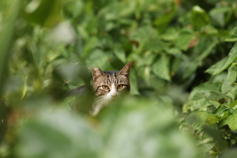 a cat peeking out from between bushes