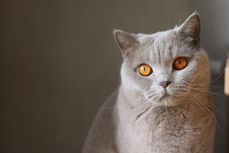 a grey cat with orange eyes stares at the camera