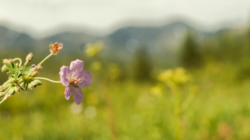 the blooming nch of the wildflowers is in focus