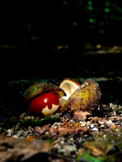 two mushrooms in the dark on the ground