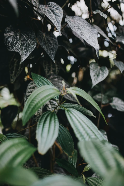 a leafy tree in front of the camera